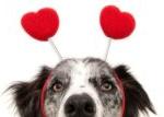 face of dog wearing headpiece with hearts
